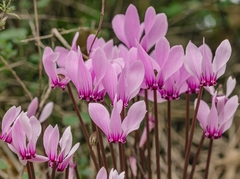 Cyclamen graecum graecum