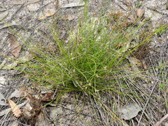 Schoenus ornithopodioides