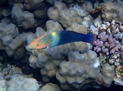 Halichoeres hortulanus