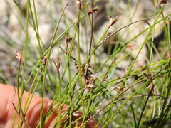 Schoenus ornithopodioides