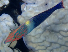 Halichoeres hortulanus