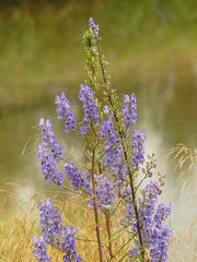 Aconitum napellus