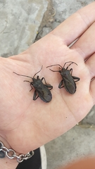 Pachylis argentinus