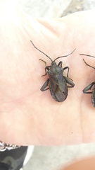 Pachylis argentinus