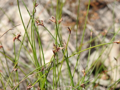 Schoenus ornithopodioides