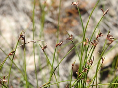 Schoenus ornithopodioides