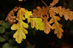 Quercus cerris