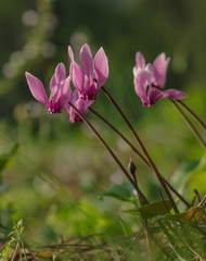 Cyclamen graecum graecum