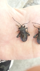 Pachylis argentinus