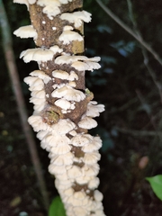 Irpiciporus