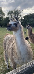 Lama