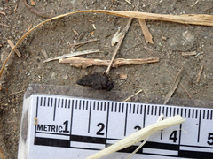 Callipepla californica