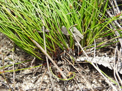 Schoenus ornithopodioides