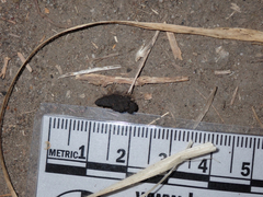 Callipepla californica