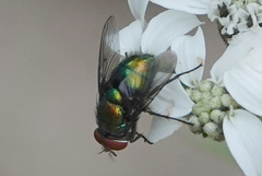 Chrysomya rufifacies