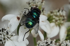 Chrysomya rufifacies