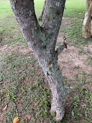 Paubrasilia echinata