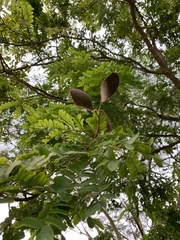 Paubrasilia echinata