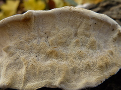 Trametes hirsuta