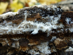 Trametes hirsuta