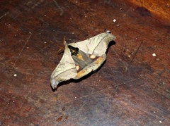 Hylesia scortina