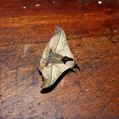 Hylesia scortina