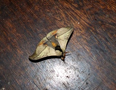 Hylesia scortina
