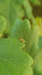 Thaumatomyia