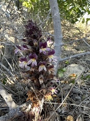 Aphyllon cooperi palmeri