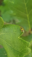Thaumatomyia