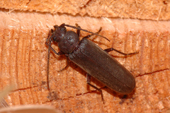 Arhopalus rusticus