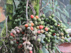 Chamaedorea linearis