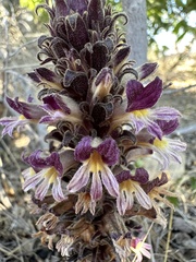 Aphyllon cooperi palmeri