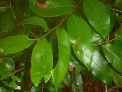 Glochidion billardierei