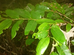 Glochidion billardierei