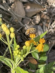 Apis mellifera