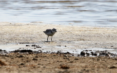 Charadrius pallidus