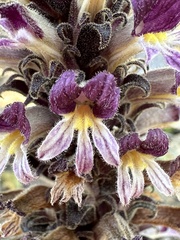 Aphyllon cooperi palmeri