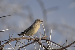 Crithagra atrogularis