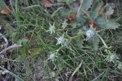 Eryngium nudicaule