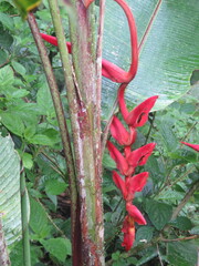 Heliconia vellerigera
