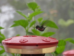 Chaetocercus heliodor