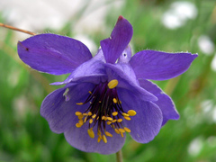 Aquilegia confusa