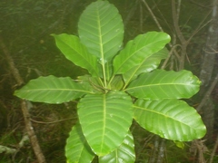 Bocquillonia sessiliflora