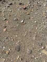 Pogonomyrmex barbatus