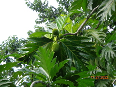 Artocarpus altilis