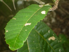 Bocquillonia sessiliflora