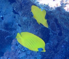 Chaetodon semilarvatus