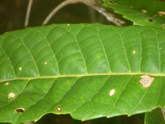 Bocquillonia sessiliflora