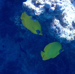 Chaetodon semilarvatus